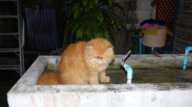 Garfield - Bangkok