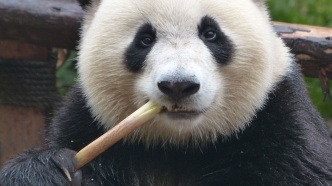 Centre de recherche sur le Panda géant de Chengdu