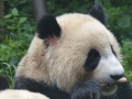 Centre de recherche sur le Panda géant de Chengdu