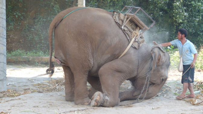 Ballade à dos d\'éléphant - Chiang Mai