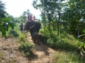 Ballade à dos d\'éléphant - Chiang Mai