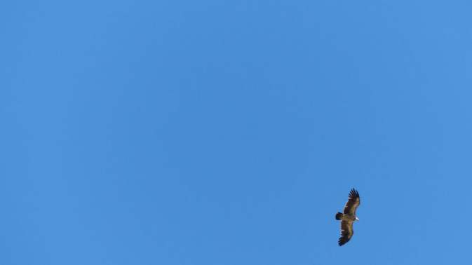 Désert de Gobi - vautour