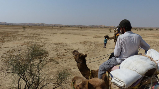 Jaisalmer - Camel safari