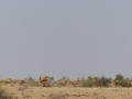 Jaisalmer - Camel safari