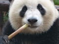 Centre de reproduction des pandas