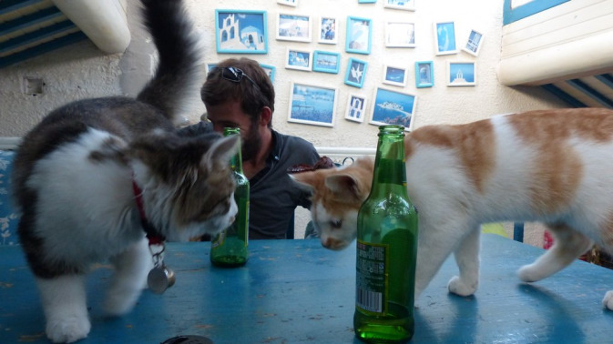 Pékin - Bar à chats